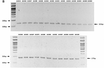 Crean nuevo PCR multiplex para diferenciación de genogrupos de Piscirickettsia