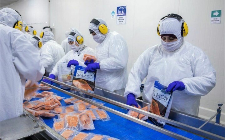 Estudio revela cómo las migraciones estacionales moldean la fuerza laboral del salmón en Chile