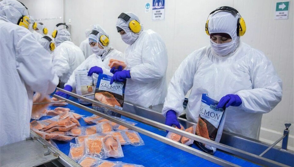 Sector salmonicultor pierde el segundo lugar entre los mayores exportadores de Chile