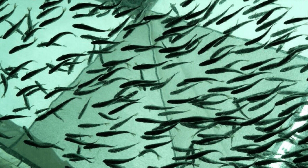 Imagen referencial de smolts. Foto: SalmonChile. Imagen referencial de smolts. Foto: SalmonChile.