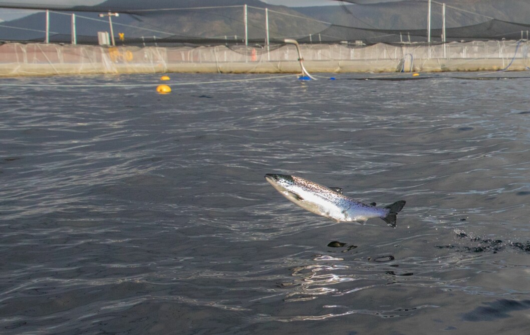 Imagen referencial de salmónido. Foto: Asociación de Salmonicultores de Magallanes.