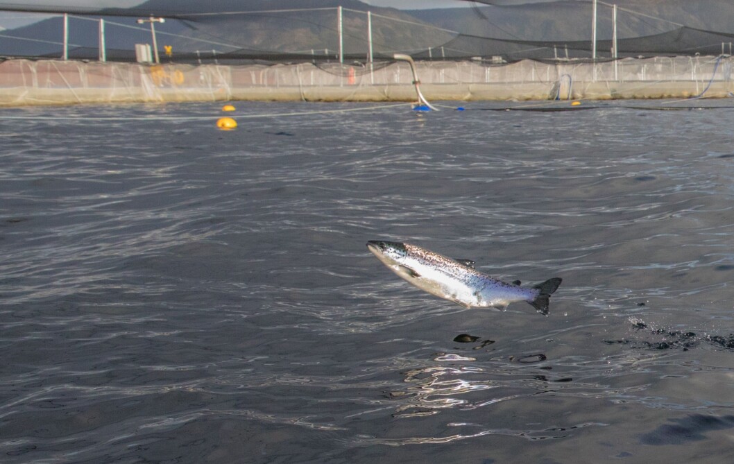 Imagen referencial de salmónido. Foto: Asociación de Salmonicultores de Magallanes. Imagen referencial de salmónido. Foto: Asociación de Salmonicultores de Magallanes.