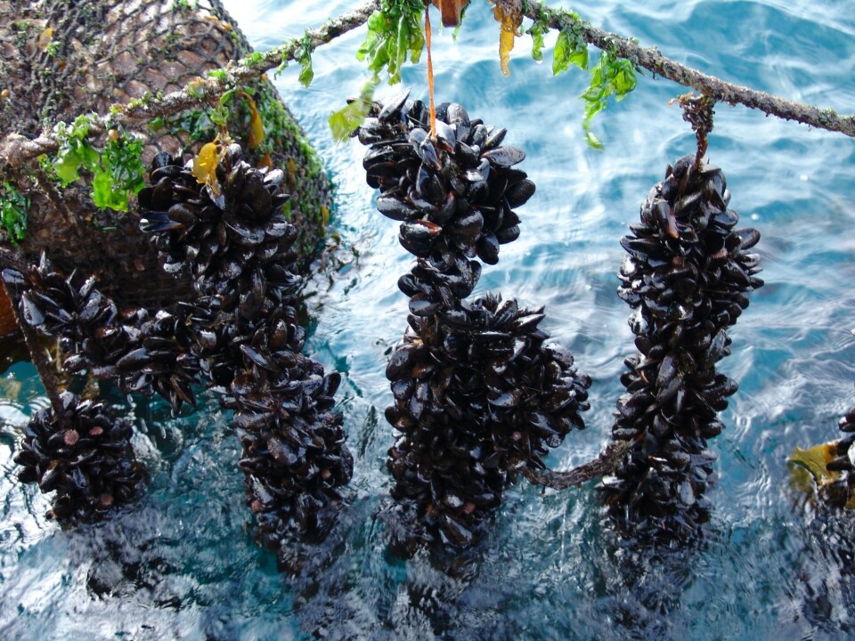 Foto referencial mejillones de cultivo: Foto Archivo Salmonexpert.