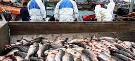 Decomisan 6 toneladas de salmones transportados de forma ilegal