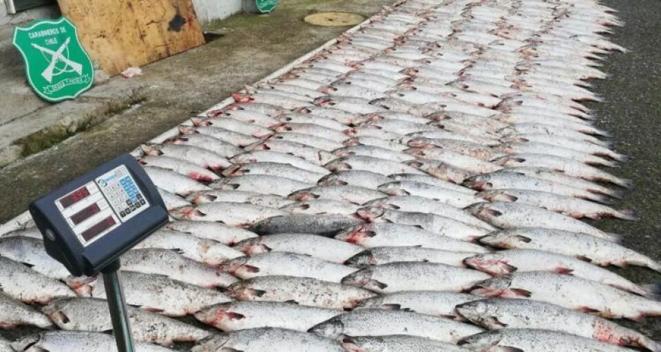 Decomiso se realizó en la localidad de Chacao, Chiloé. Foto: Radio Biobío.