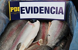 PDI desarticula organización que robaba mortalidad de salmones