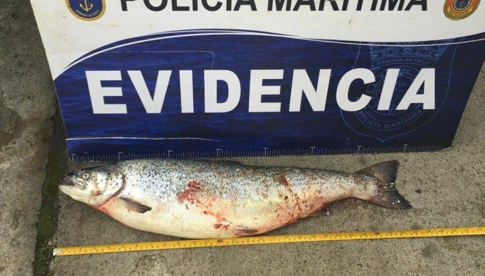 Robo de salmón en Chile.