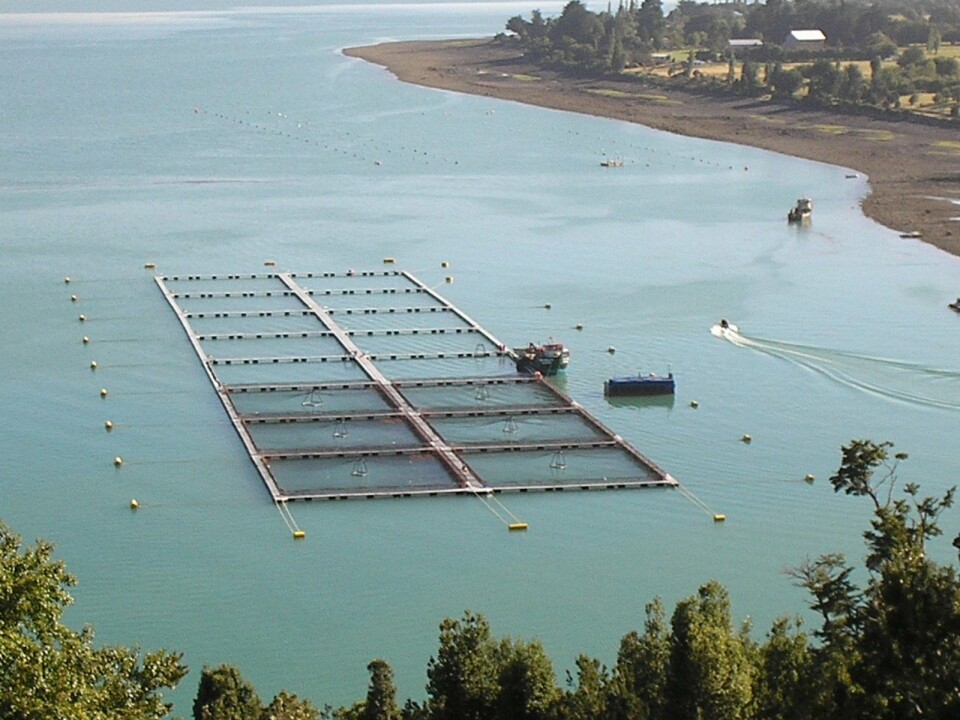 Seis salmonicultoras nacionales serán parte del Global Salmon Initiative