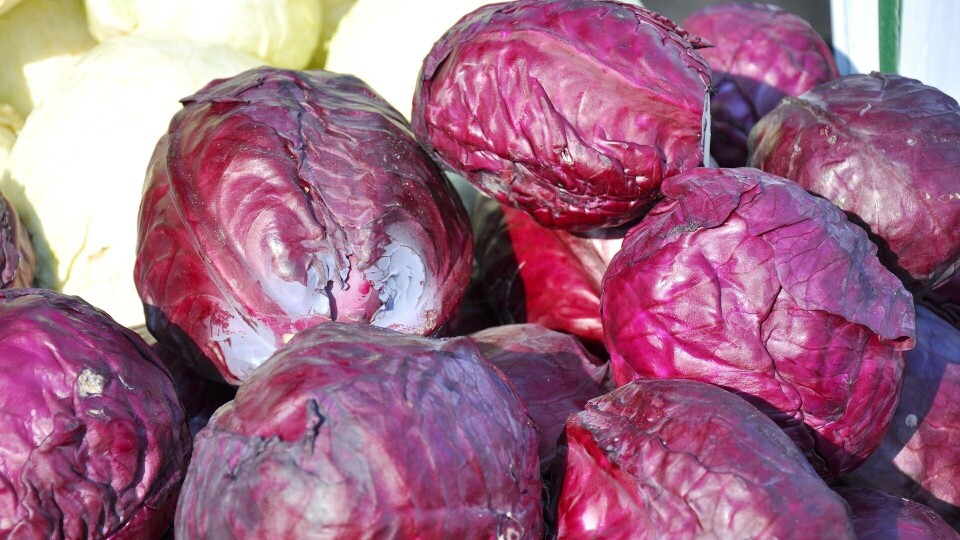 Imagen referencial de repollo morado. Foto: Pixabay.