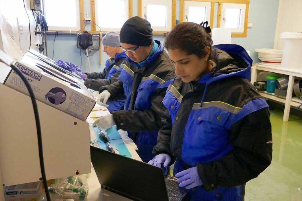 Investigadores realizando las pruebas sobre ácido peracético para tratar AGD. Foto: Nofima. Investigadores realizando las pruebas sobre ácido peracético para tratar AGD. Foto: Nofima.