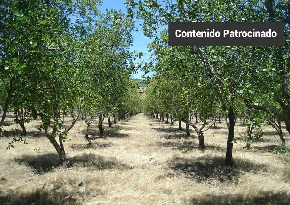 Plantación tradicional de Quillay en suelo forestal. Foto: Desert King