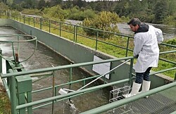 Desarrollan nueva tecnología para tratamiento de residuos sólidos de pisciculturas
