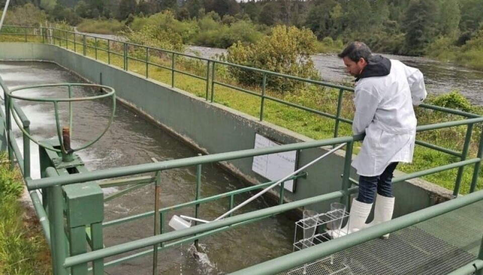 Startup chilena cierra ronda de financiamiento y anuncia entrada a la industria del salmón
