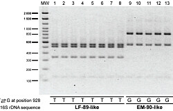 Desarrollan PCR-RFLP que permite diferenciar entre genogrupos de Piscirickettsia
