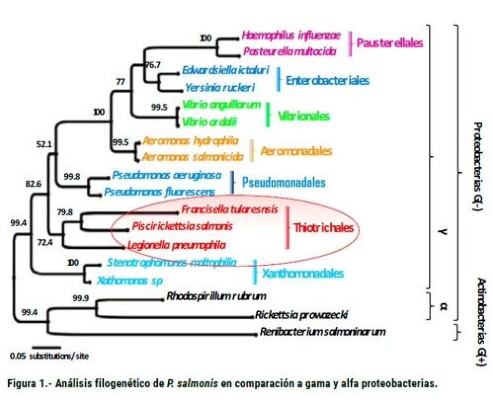 Desarrollo de kits de Elisa para la evaluación y determinación de la calidad de las vacunas comerciales contra Piscirickettsiosis utilizadas por la industria salmonicultora