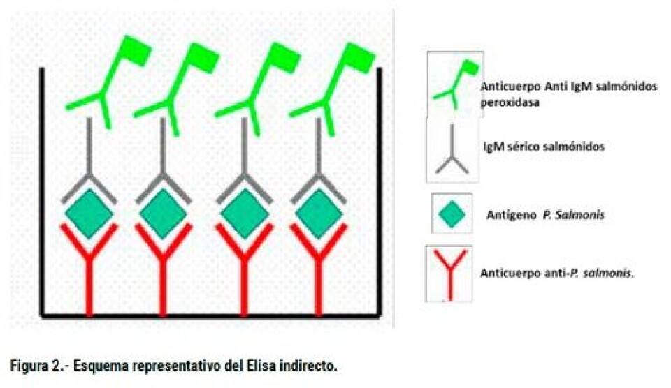 Desarrollo de kits de Elisa para la evaluación y determinación de la calidad de las vacunas comerciales contra Piscirickettsiosis utilizadas por la industria salmonicultora