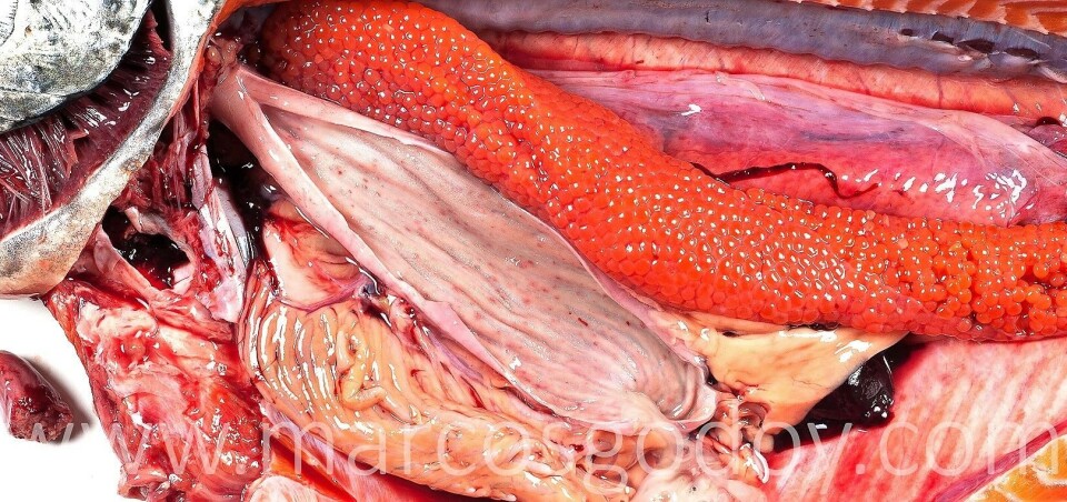 Salmón chinook (Oncorhynchus tshawytscha), afectado por cuadro crónico de P. salmonis. Se observan múltiples hemorragias y úlceras en la mucosa gástrica. Foto: Marcos Godoy.