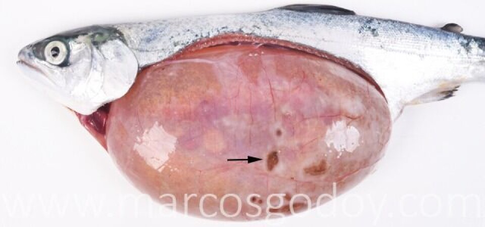 Describen gastritis ulcerativa en salmón coho