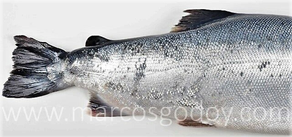 Salmón coho (Oncorhynchus kisutch), afectado por deformación del pedúnculo caudal. Se observa detalle del acortamiento del pedúnculo y desviación de la columna evidenciado por la desviación de la línea lateral. Foto: Marcos Godoy.