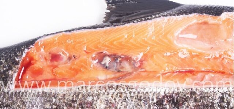 Salmón coho afectado por un cuadro crónico de Septicemia rickettsial salmonídeo. Foto: Marcos Godoy.