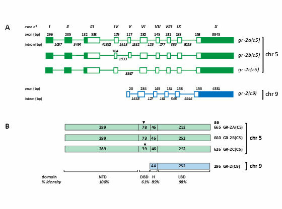 Variabilidad de la transcripción putativa y proteínas predichas generadas a partir de dos copias del gen gr-2 en el genoma de salmón Atlántico. Imagen: Incar.