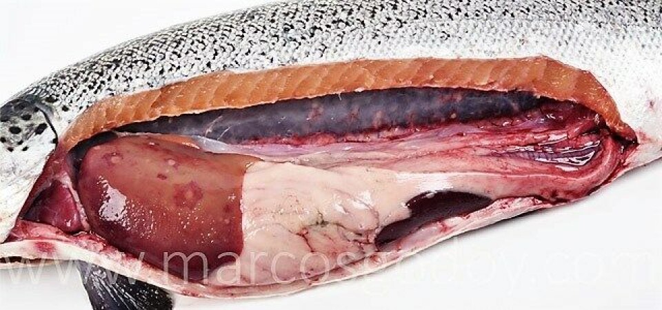 Salmón Atlántico afectado por un cuadro de SRS. Se observa la presencia de múltiples nódulos de color blanco en el hígado y riñón. Foto: Marcos Godoy.