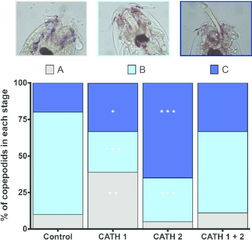 La formación del filamento frontal en copepoditos expuestos al AMP catelicidina de Salmo salar. Las imágenes muestran ejemplares de copepoditos observados microscópicamente durante cuatro etapas de desarrollo del filamento frontal. El gráfico corresponde al número de copepoditos en cada etapa de desarrollo del filamento frontal. (A) Sin filamento frontal, (B) filamento frontal formado internamente, y (C) filamento frontal expuesto, completamente desarrollado. El estudio utilizó un modelo lineal que se aplicó para determinar las diferencias estadísticas significativas, que se indican con asteriscos (p <0,05 *; ** <0,01; <0,001 ***).