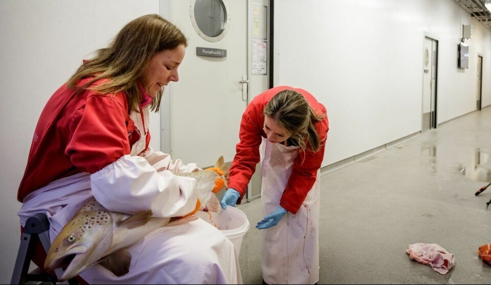 La investigadora Anna Wargelius y su colega Fernanda Almeida, frotan un salmón modificado genéticamente para extraer las ovas. Foto: Erlend A. Lorentzen/IMR.