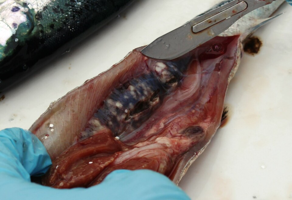 Descubren nuevos mecanismos de virulencia en Renibacterium salmoninarum