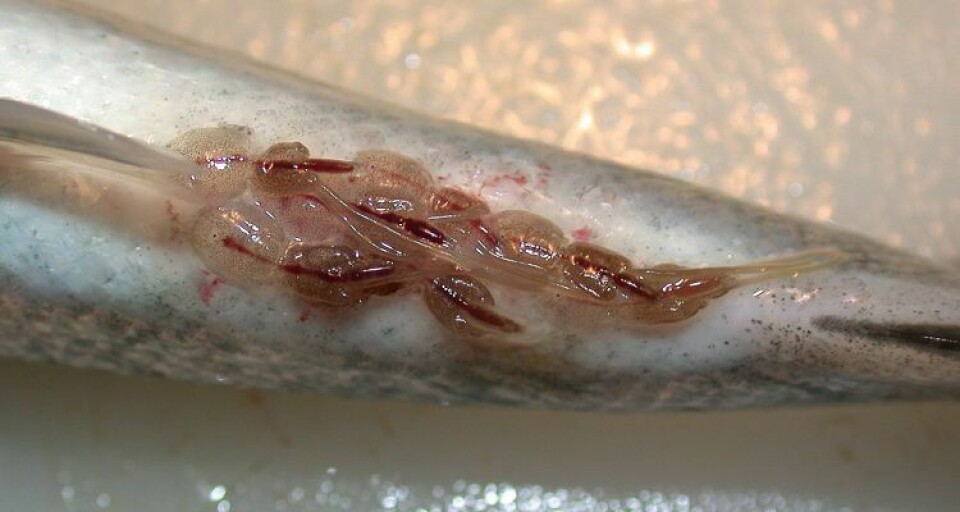 Salmón afectado por piojo de mar. Foto: Lars Hamre.