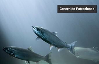 Desempeño de una nueva generación de realzadores de la palatabilidad en el salmón Atlántico (Salmo salar)
