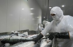 Detallan efectos de estallido social y pandemia en exportación de salmónidos