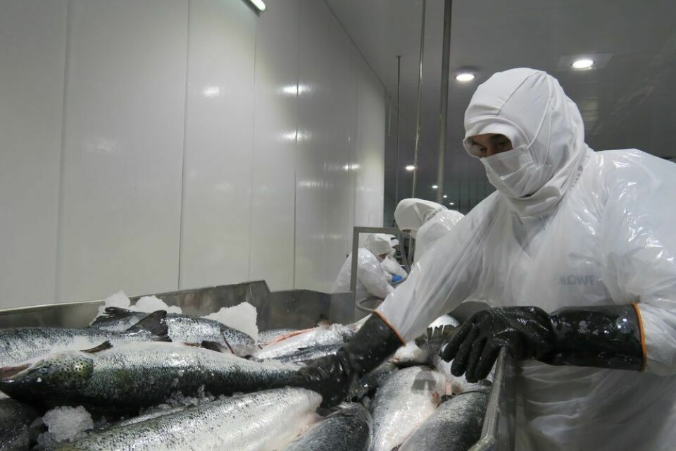 El estudio abordó variables como las medidas de prevención y control de las importaciones para enfrentar la pandemia por parte de los países de destino de los salmónidos. Foto: Archivo Salmonexpert.