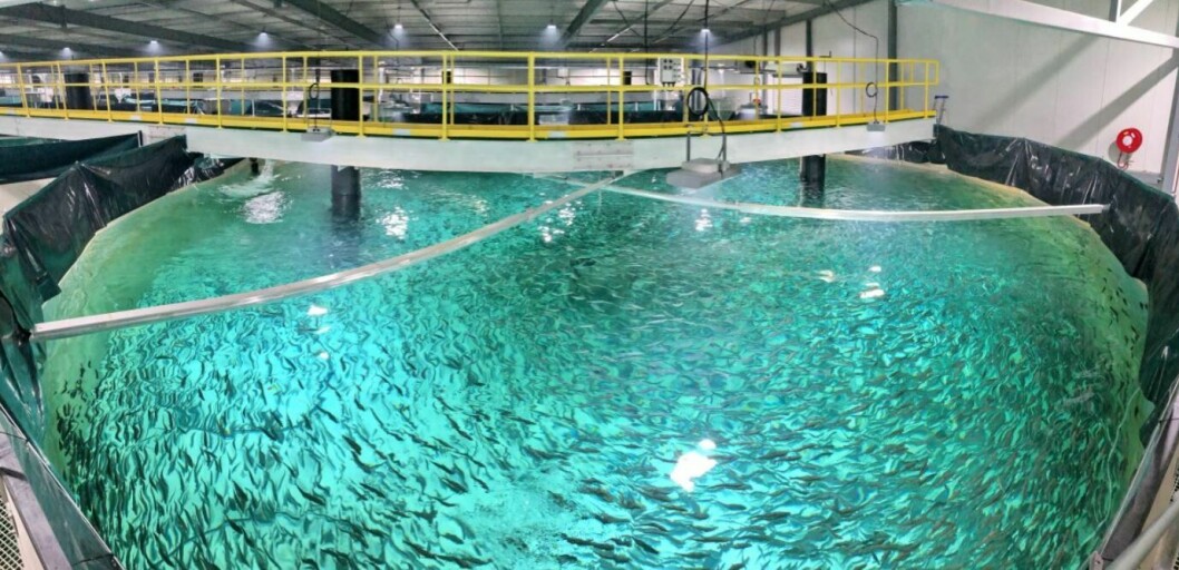 Foto: Billund Aquaculture.