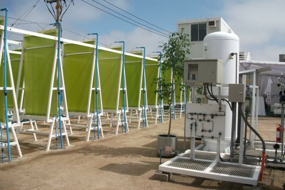 En Chile, la empresa Clean Energy, ha estudiado el desarrollo de cepas de microalgas a nivel de laboratorio, con las que ha logrado producir y certificar biodiesel de este origen.