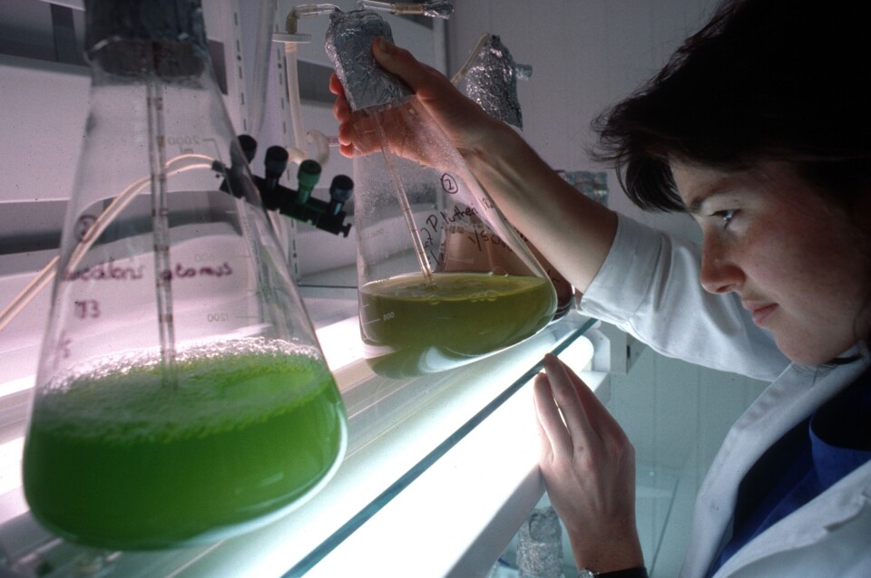 Digestibilidad de microalgas en dietas de post smolt