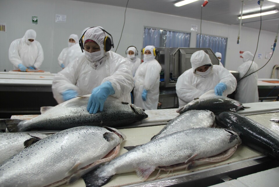 Salmones fueron la principal exportación no minera entre enero-octubre