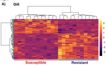 Mapa de calor de genes expresados diferencialmente en las branquias entre muestras de peces resistentes y susceptibles. Fuente: Modificado de Robledo y col., 2020. Mapa de calor de genes expresados diferencialmente en las branquias entre muestras de peces resistentes y susceptibles. Fuente: Modificado de Robledo y col., 2020.