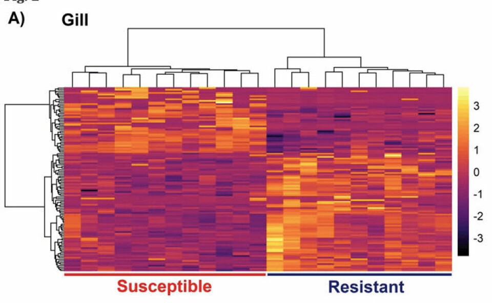 Mapa de calor de genes expresados diferencialmente en las branquias entre muestras de peces resistentes y susceptibles. Fuente: Modificado de Robledo y col., 2020.