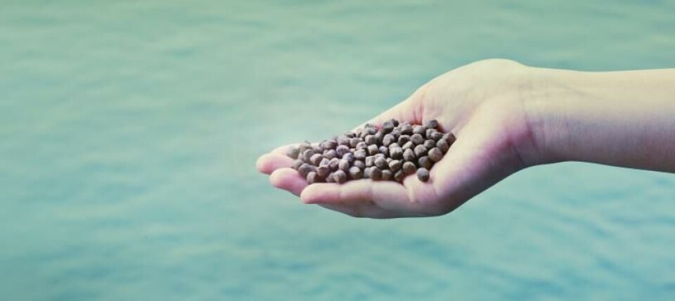 Los pallets elaborados para alimentar salmónidos contienen harina de pescado. Foto: IFFO.
