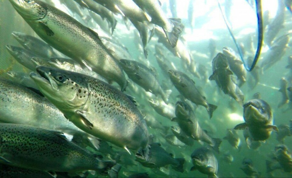 Imagen referencial de salmones. Foto: archivo salmonexpert.