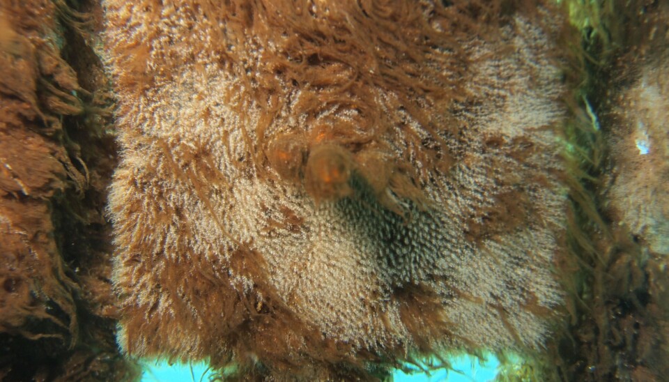 Biofouling
