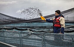 Dos productores de salmón chileno destacan en importante ranking de sostenibilidad