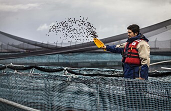 Dos productores de salmón chileno destacan en importante ranking de sostenibilidad