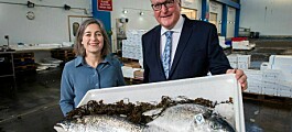 Escocia: Exportaciones de salmón aumentaron 22% en 2019