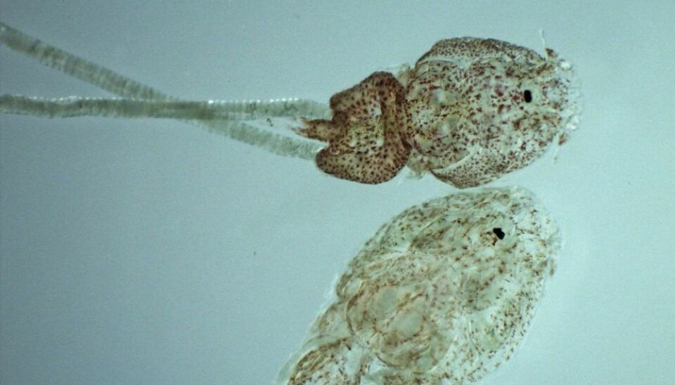 Imagen referencial Sea lice