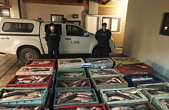 Incautan 2.660 kilos de salmón Atlántico en Chiloé