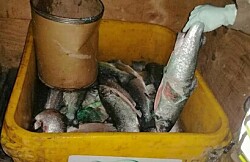 Incautan más de 400 kilos de salmón en Puerto Montt