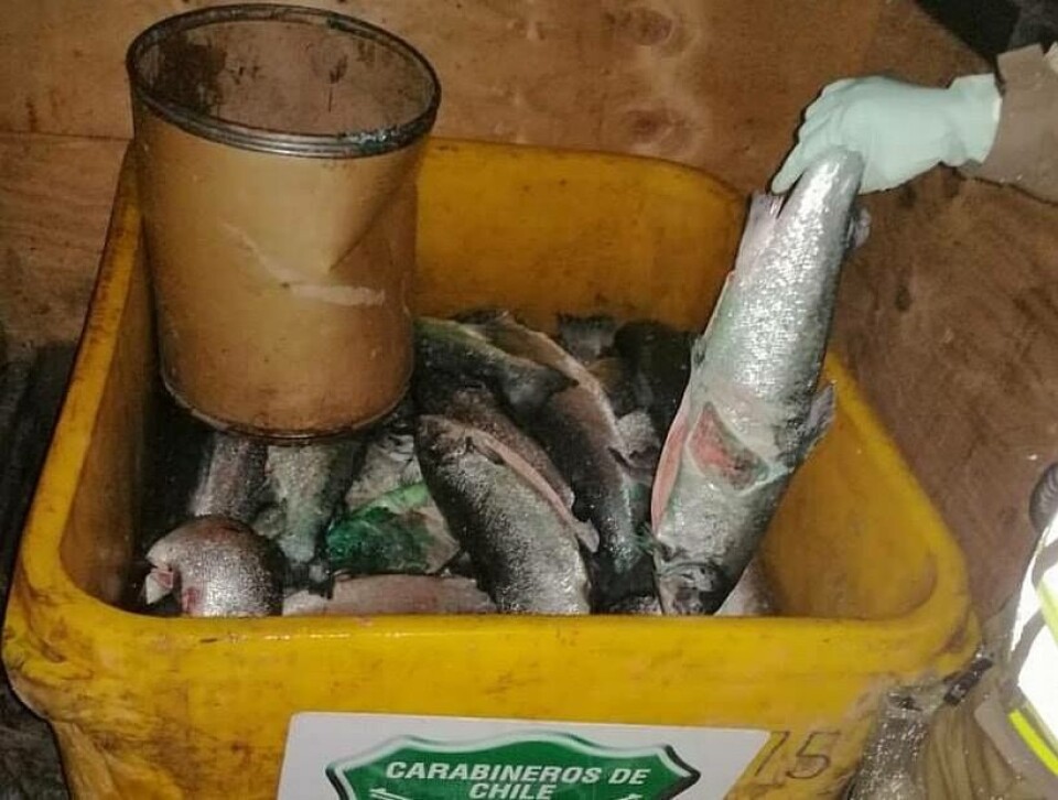 Producto incautado por carabineros. Foto: Carabineros Tenencia Panitao.
