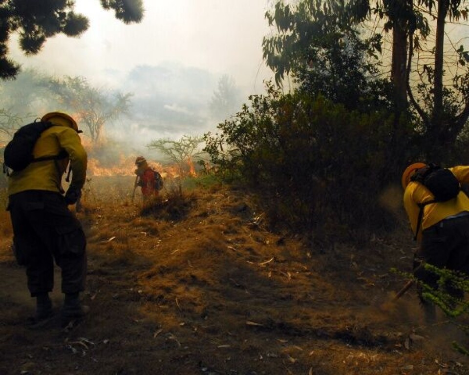Los incendios han afectado más de 350 mil hectáreas. Foto: Onemi.